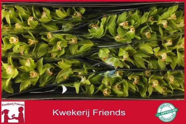 <h4>CYMB T GREEN GIANT</h4>