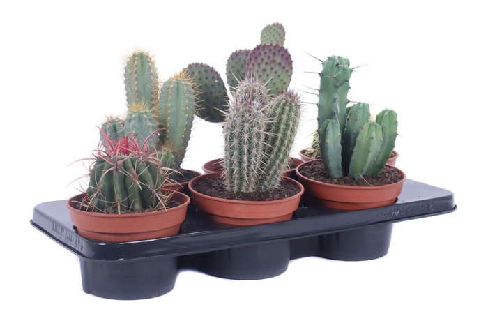 <h4>Cactus canarias 15 cm</h4>