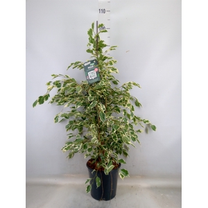 Ficus benja. 'Twilight'