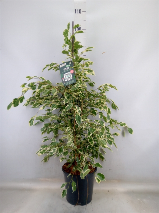 <h4>Ficus benja. 'Twilight'</h4>