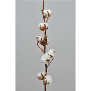 Gossypium 8 Bal