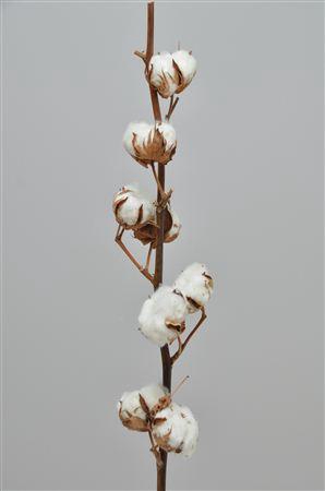<h4>Gossypium 7 Bal</h4>