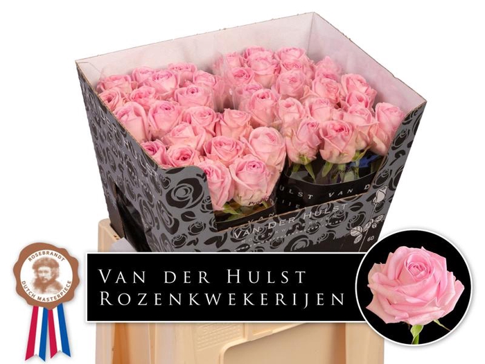 <h4>R Gr Zaina Hulst</h4>