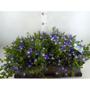 Campanula posch.