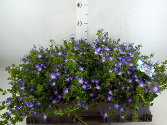 <h4>Campanula posch.</h4>