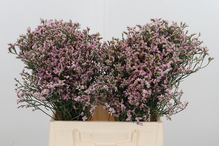 <h4>Lim Sin Blush Dia</h4>