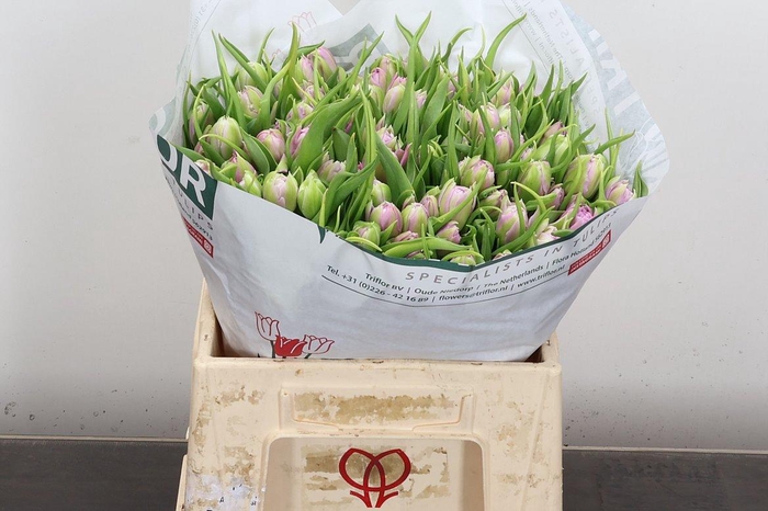 <h4>Tu Du Double Price</h4>