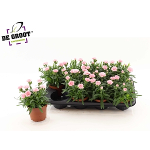 DIAN OSC PINK