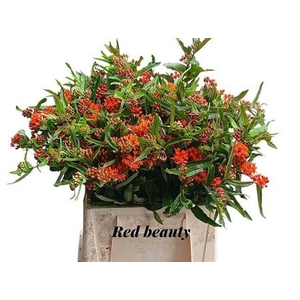 Ascl T Red Beauty