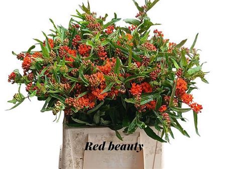 <h4>Ascl T Red Beauty</h4>