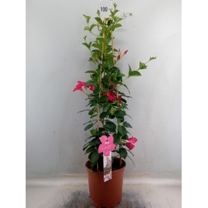 Mandevilla sand. 'SumStar Pink'