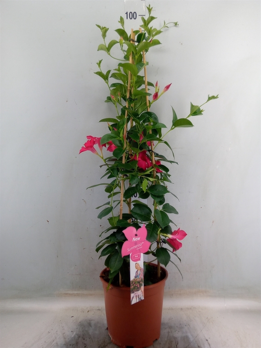 <h4>Mandevilla sand. 'SumStar Pink'</h4>