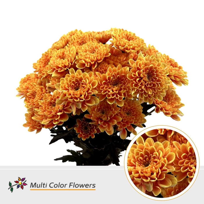 <h4>Chr. Tr DYED Sunset</h4>