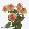 Rosa spray hasthags flame