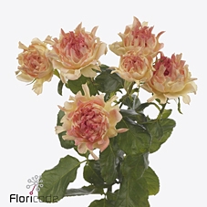 Rosa spray hasthags flame