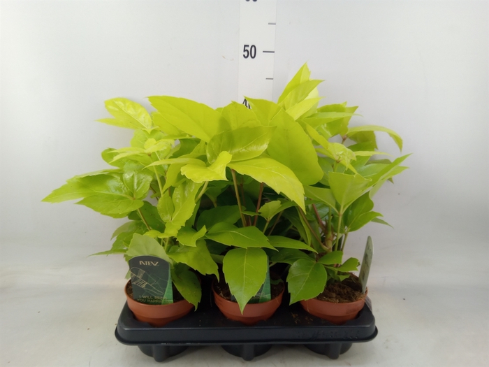 <h4>Schefflera actin.</h4>