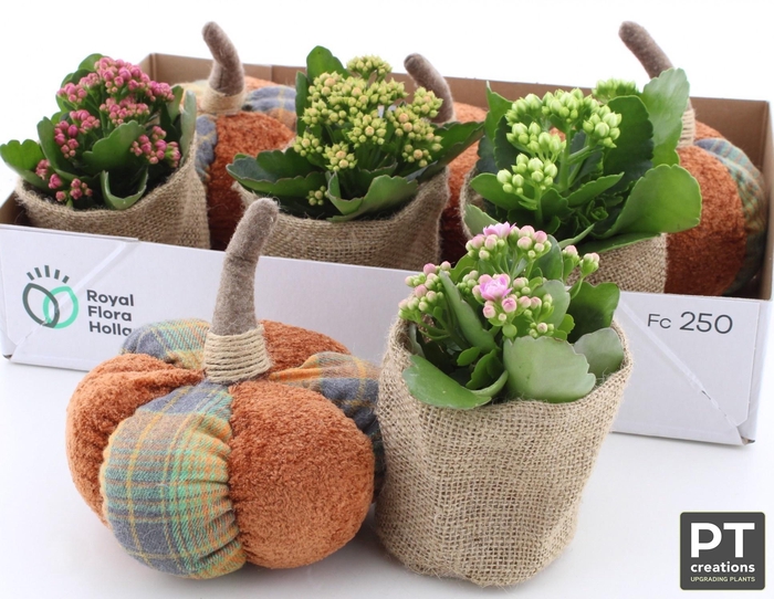 <h4>ARR KALANCHOE</h4>