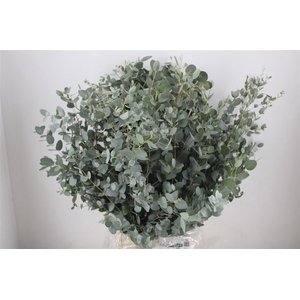 Euca Gunny 300gr Ex P Bunch