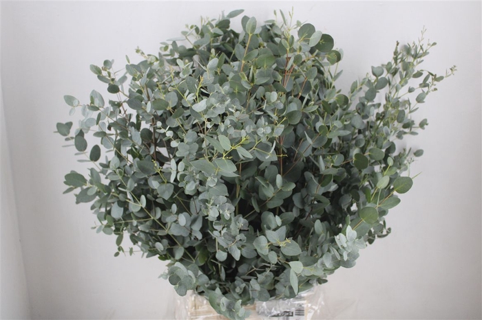 <h4>Euca Gunny 300gr Ex P Bunch</h4>
