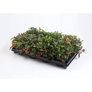 GAULTHERIA PROCUMBENS p12