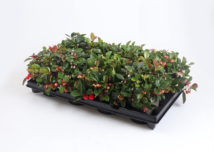 <h4>GAULTHERIA PROCUMBENS p12</h4>