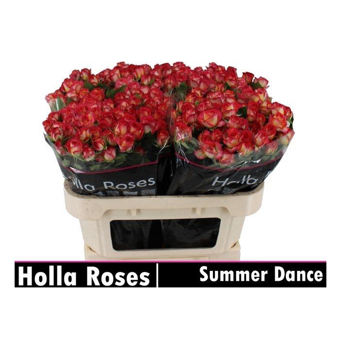 <h4>R TR SUMMER DANCE</h4>