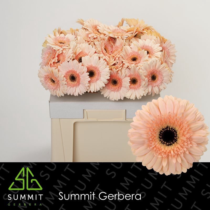 <h4>Gerbera Cafe del Mar Water</h4>
