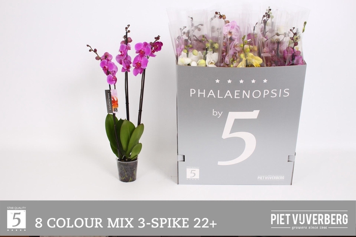 <h4>PHAL GEM 8 KL</h4>