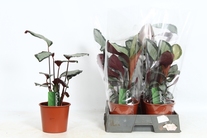 <h4>CALAT PICT ARGENTEA</h4>