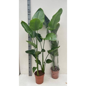 STRELITZIA NICOLAI