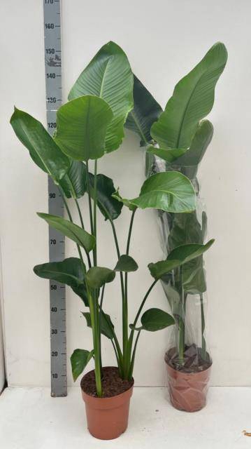 <h4>STRELITZIA NICOLAI</h4>
