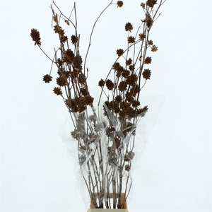 Glycyrrh Yunnanen Zd Spray