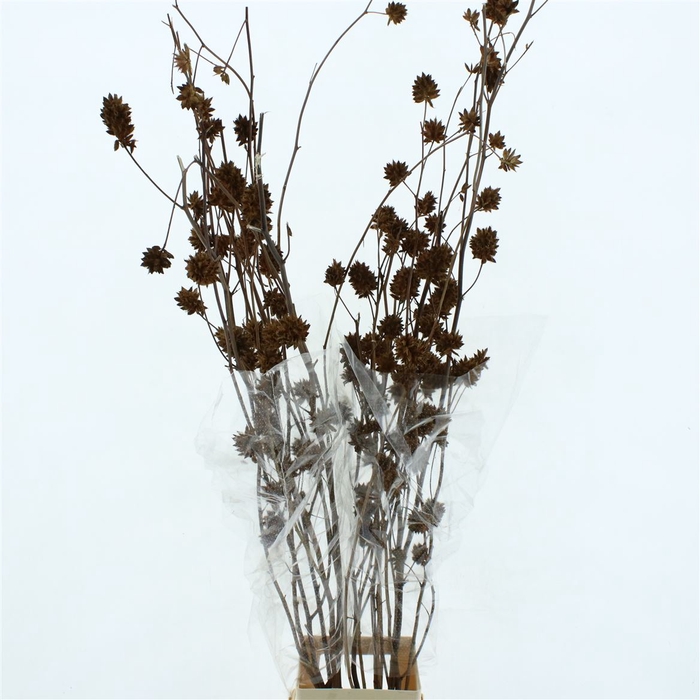 <h4>Glycyrrh Yunnanen Zd Spray</h4>