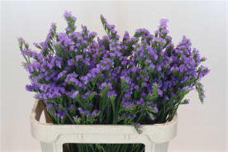 <h4>Lim S Ana Blue</h4>