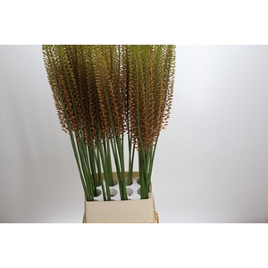 Eremurus 'Golden Cleopatra'