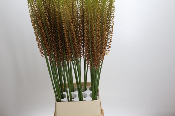 <h4>Eremurus 'Golden Cleopatra'</h4>