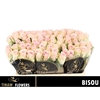 R Gr Bisou X10