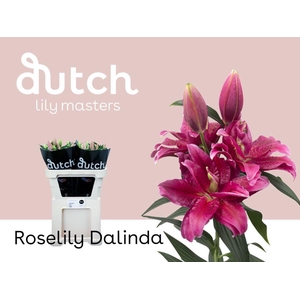 LI. OR DU RL DALINDA 4+