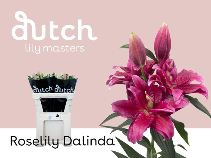 <h4>LI OR DU RL DALINDA</h4>