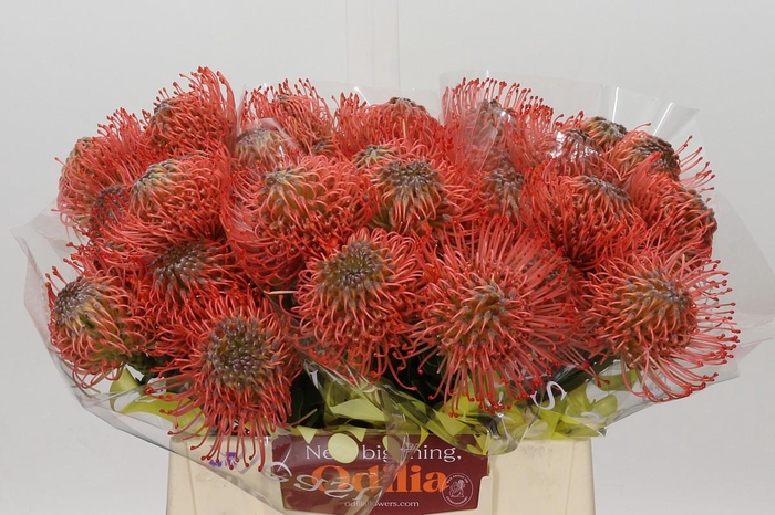 Nutans Ayoba Pink Guava