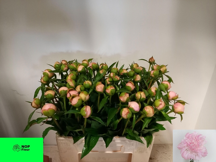 <h4>PAEO L ALERTIE</h4>