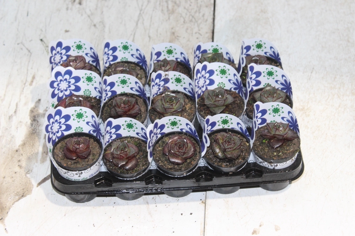 <h4>ECHEVERIA DIONYSOS P06</h4>