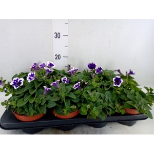 Petunia  'Nightsky'