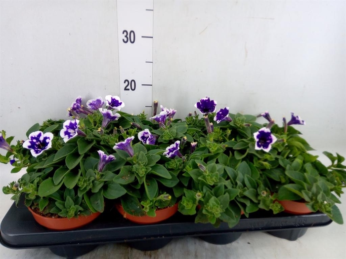 <h4>Petunia  'Nightsky'</h4>