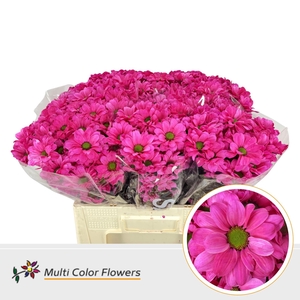 Chr. Tr 'Kennedy' DYED Pink Bright