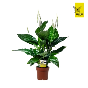 Spathiphyllum 13 cm Sweet Ricardo Zonder hoes + Concorde steker