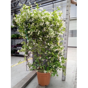 Trachelospermum jasm. 'Star Toscan'