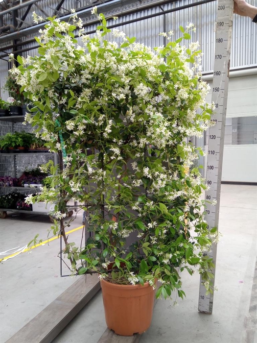 <h4>Trachelospermum jasm. 'Star Toscan'</h4>