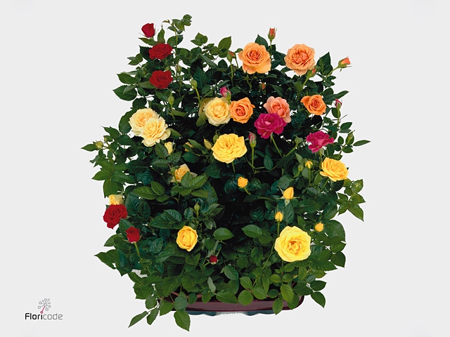 Nolina Roses Excellent Bowl Ø 23 Carnaval