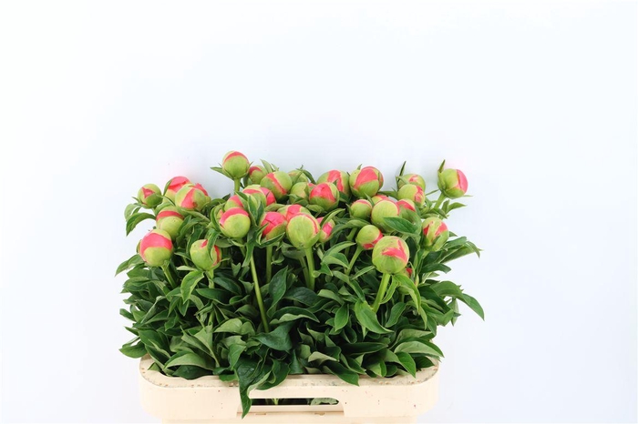 <h4>Paeo L Coral Sunset</h4>